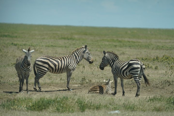 Hoteller i nærheden af Tarangire National Park