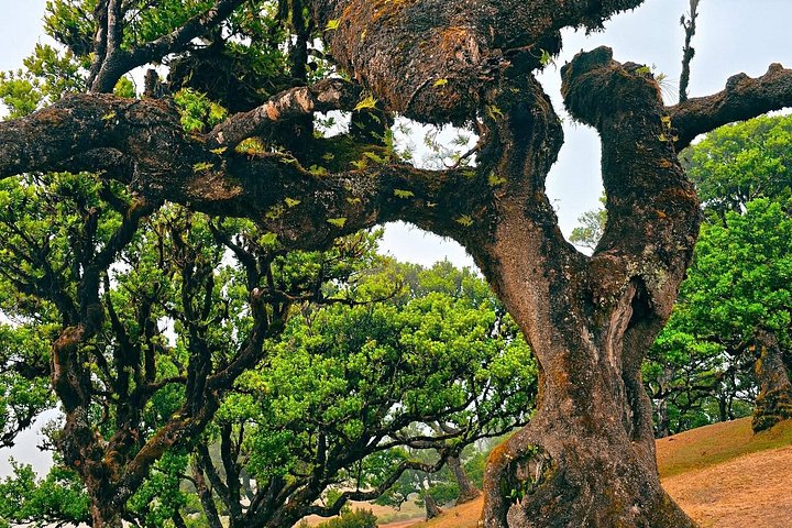 Floresta Fanal, Skywalk & Lava Pools: Expedição 4x4 da Madeira Ocidental