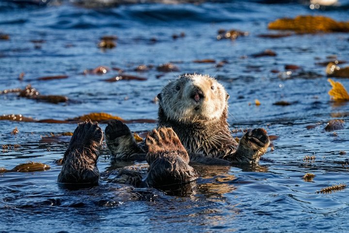 Sitka Walbeobachtung & Wildtier | Am meistgebuchte Tour in Sitka