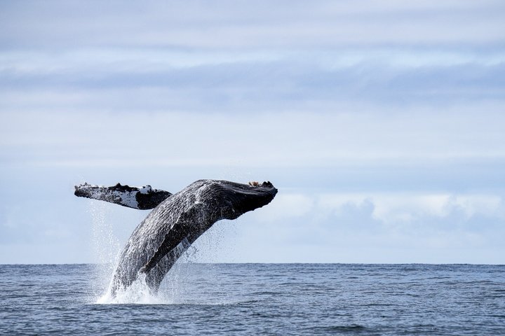 Sitka Walbeobachtung & Wildtier | Am meistgebuchte Tour in Sitka