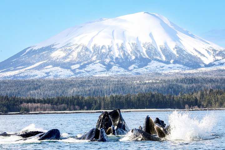 Sitka Walbeobachtung & Wildtier | Am meistgebuchte Tour in Sitka