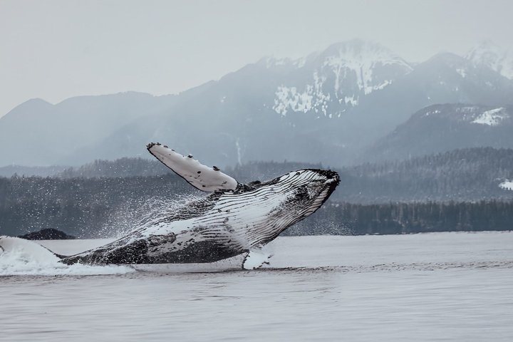Sitka Walbeobachtung & Wildtier | Am meistgebuchte Tour in Sitka