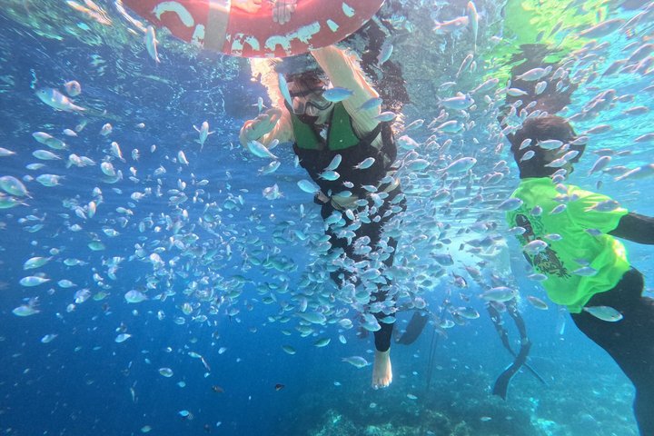 Bohol Balicasag Snorkelen en Maagdeneilandhoppen met Lunch