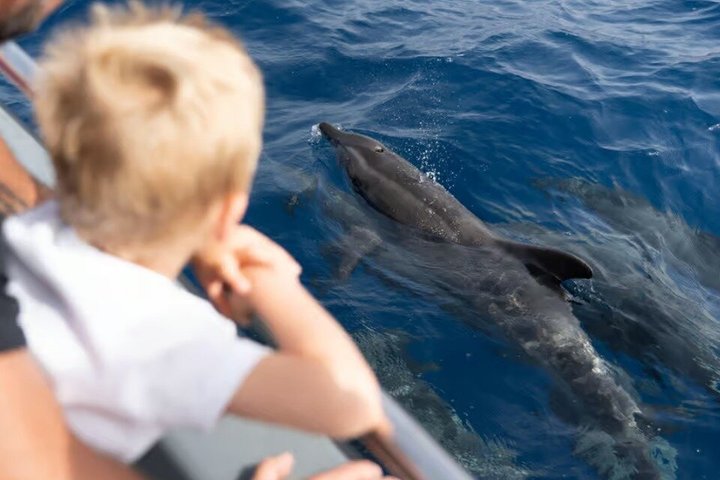 Morro Jable: 2 heures d'observation magique des dauphins et des baleines avec boissons et arrêt de baignade.