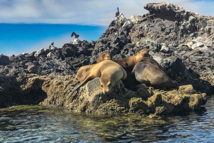 Balandra Boot Avontuur: Zeeleeuwen, Kajak en Wandel in het paradijs