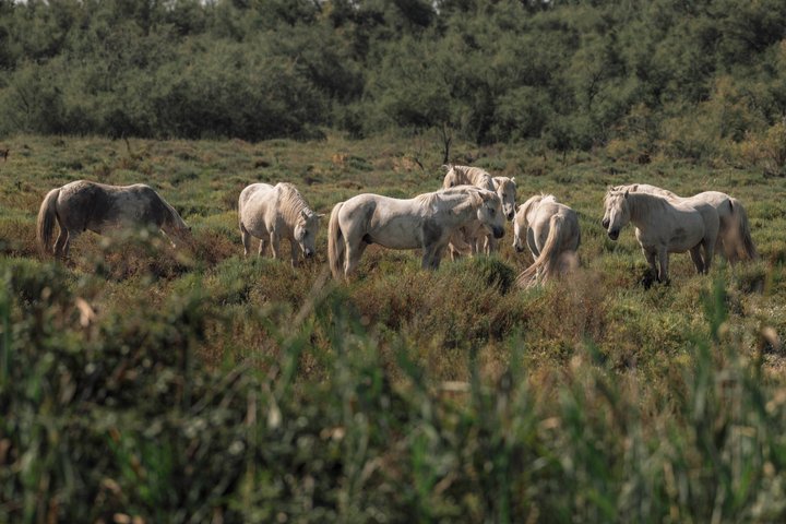 4x4 Camargue Safari 4h - Avgång från Arles