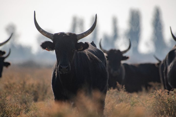 4x4 Camargue Safari 4h - Avgång från Arles