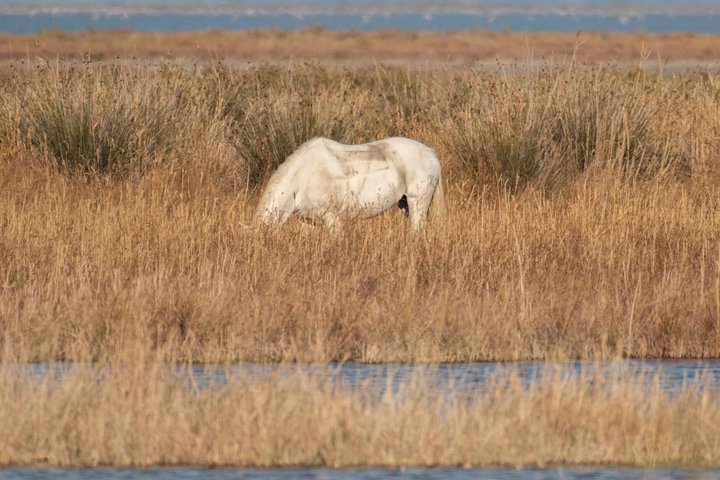 Safari 4x4 Camargue 4t - Privat tur - Avgang fra Arles