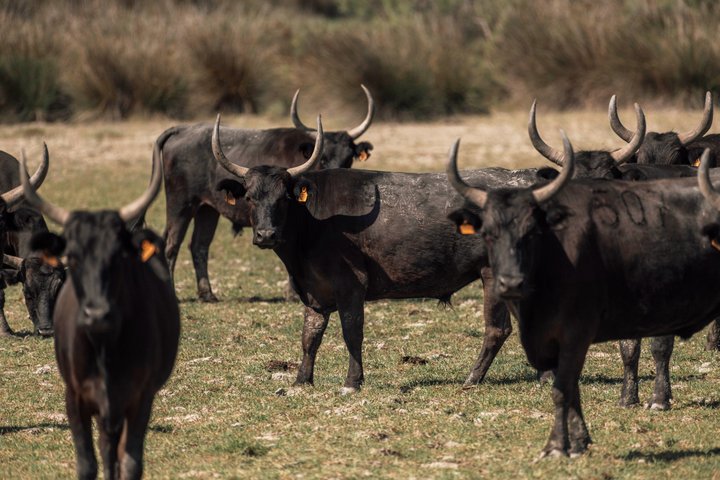 Safari 4x4 Camargue 4t - Privat tur - Avgang fra Arles
