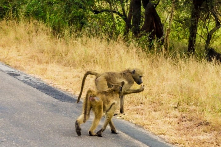 Kruger National Park Morning Safari Experience (minimaal 2 personen)