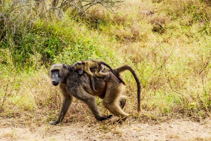 Kruger National Park Morning Safari Experience (minimaal 2 personen)