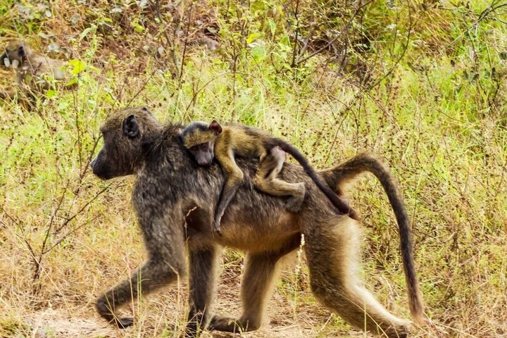 Kruger National Park Morning Safari Experience (minimaal 2 personen)