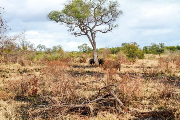Kruger National Park Morning Safari Experience (minimaal 2 personen)