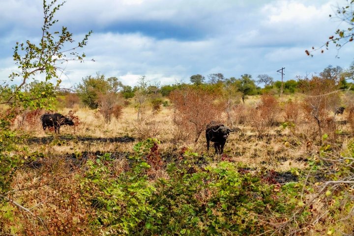 Kruger National Park Morning Safari Experience (minimaal 2 personen)