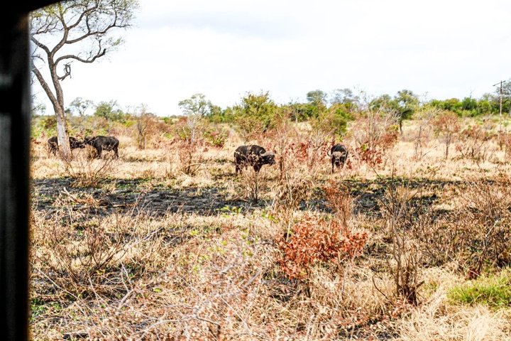 Kruger National Park Morning Safari Experience (minimaal 2 personen)