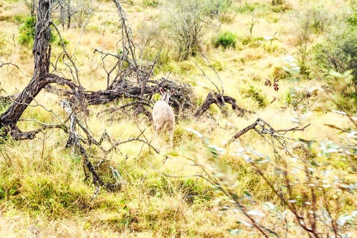 Kruger National Park Morning Safari Experience (minimaal 2 personen)