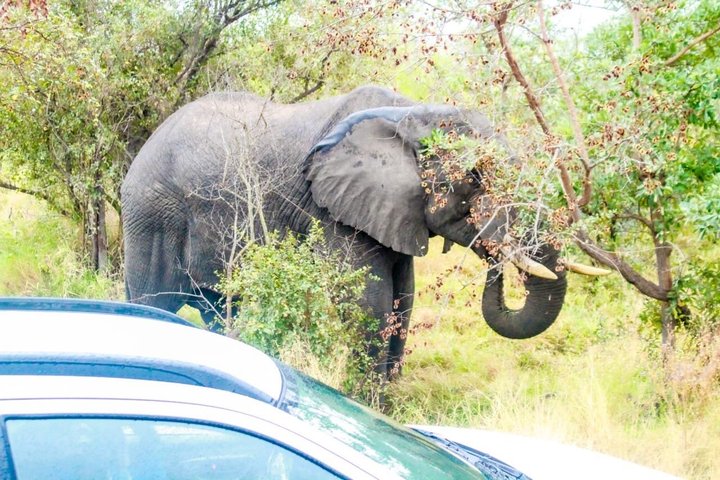 Kruger National Park Morning Safari Experience (minimaal 2 personen)