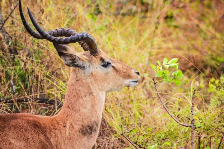 Kruger National Park Morning Safari Experience (minimaal 2 personen)