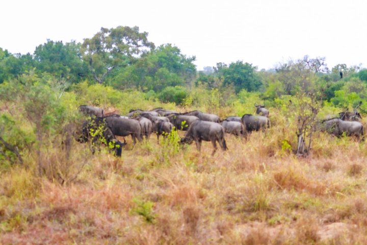 Kruger National Park Morning Safari Experience (minimaal 2 personen)