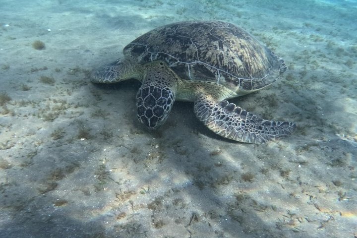 Sharm El Naga Journée complète de plongée avec tortues et déjeuner – Hurghada