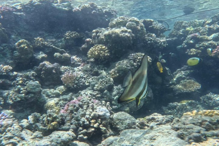 Sharm El Naga Journée complète de plongée avec tortues et déjeuner – Hurghada