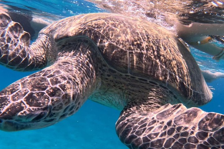 Sharm El Naga Journée complète de plongée avec tortues et déjeuner – Hurghada