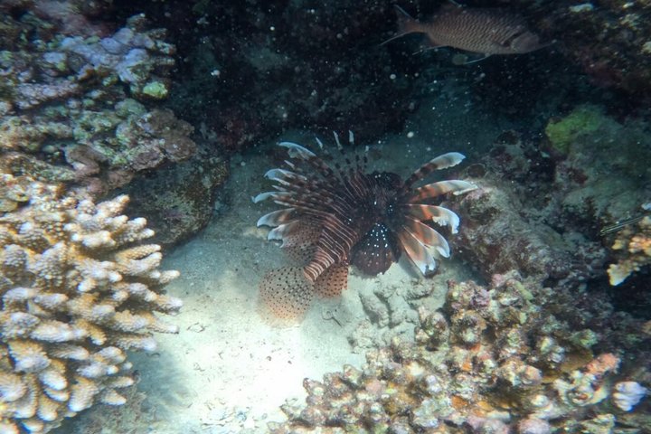 Abu Dabbab Volledige dag snorkelen met schildpadden & Dugong – Hurghada
