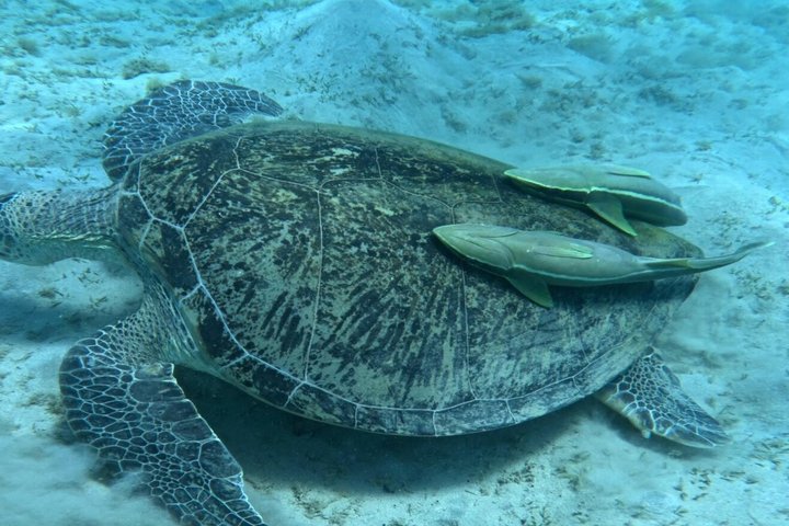Abu Dabbab Volledige dag snorkelen met schildpadden & Dugong – Hurghada