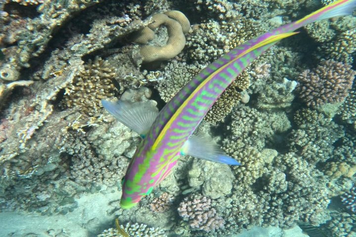 Abu Dabbab Volledige dag snorkelen met schildpadden & Dugong – Hurghada