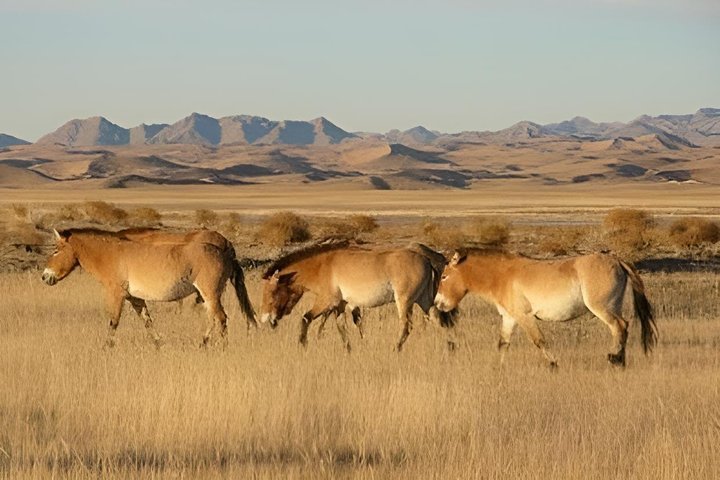3 Days Khustai and Terelj National parks tour