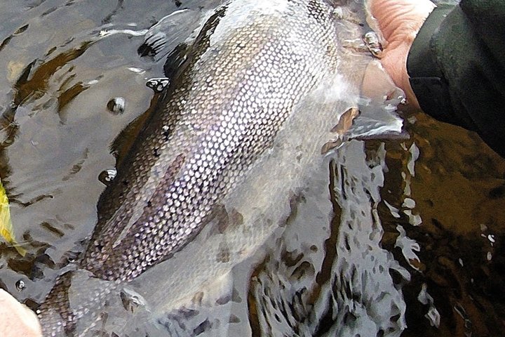 River Spey Laks fiskeri og Spey Casting oplevelse