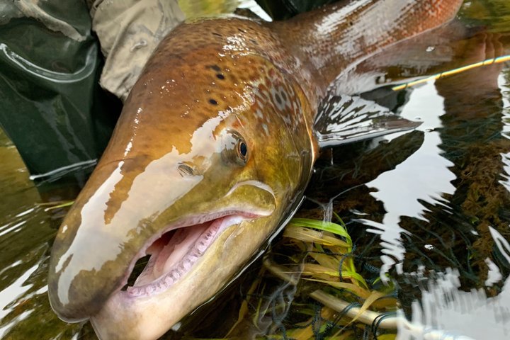 River Spey Laks fiskeri og Spey Casting oplevelse