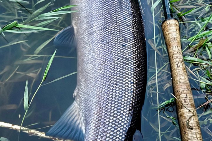 River Spey Laks fiskeri og Spey Casting oplevelse