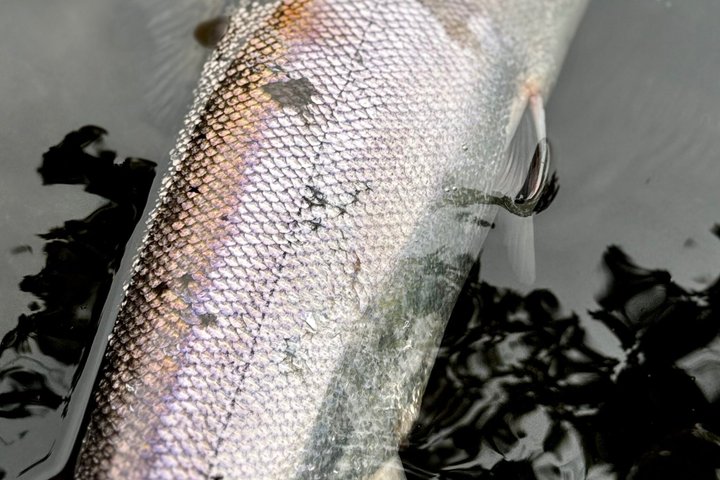 River Spey Laks fiskeri og Spey Casting oplevelse