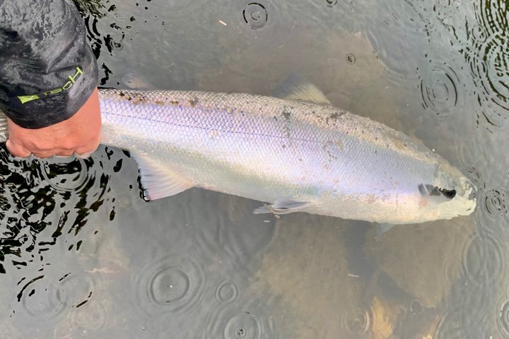 River Spey Laks fiskeri og Spey Casting oplevelse