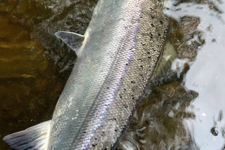 River Spey Laks fiskeri og Spey Casting oplevelse