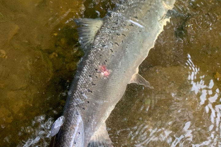 River Spey Laks fiskeri og Spey Casting oplevelse