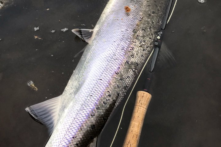 River Spey Laks fiskeri og Spey Casting oplevelse
