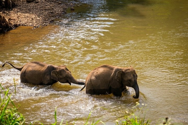 3 em 1: Excursão Doi Inthanon, Santuário de Elefantes e Trilha de Trekking
