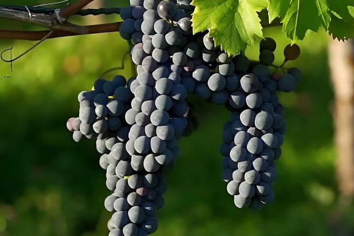 Excursão vinícola com tudo incluído para grupos pequenos em Solvang Santa Ynez Valley