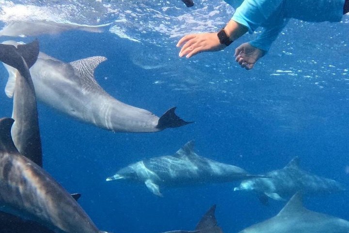 Dolphins and whale encounter on the West Coast of Mauritius