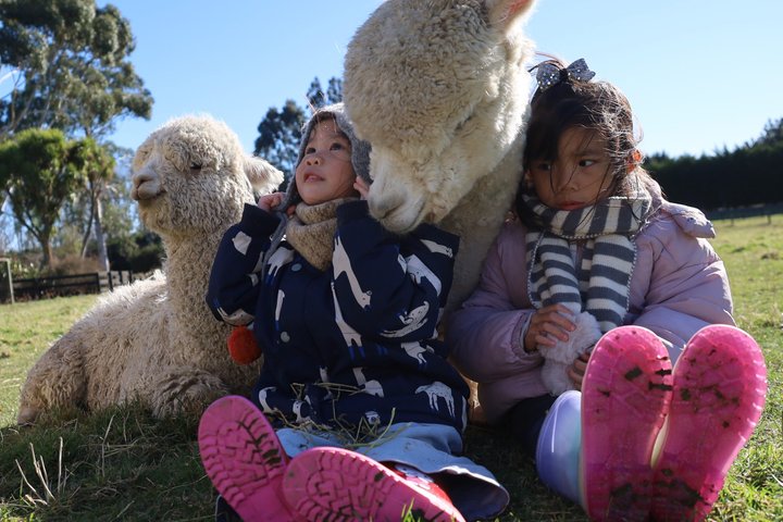 Christchurch Alpaca Farm Tour från Kaiapoi