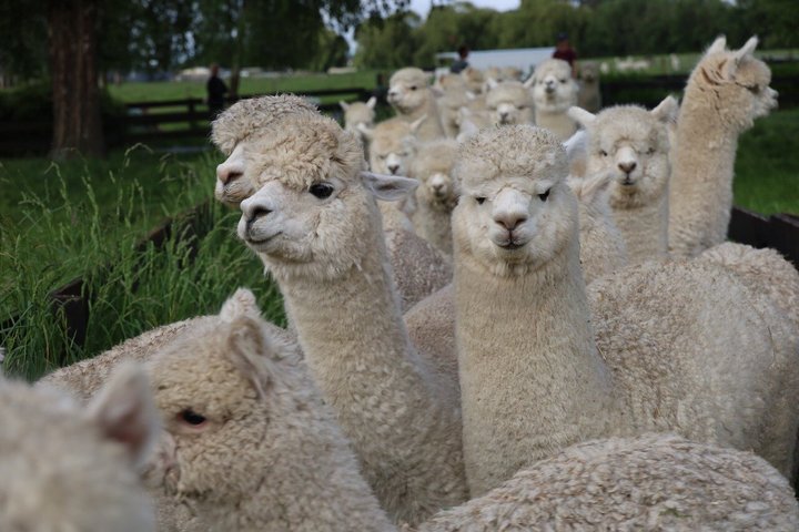 Christchurch Alpaca Farm Tour från Kaiapoi