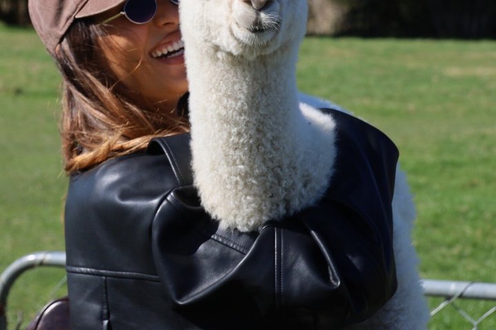 Christchurch Alpaca Farm Tour från Kaiapoi