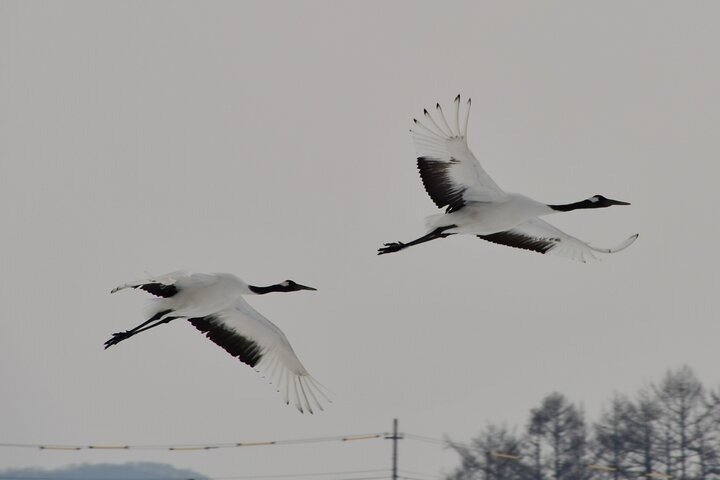 Kushiro Marsh, Tancho og lokale marked Privat bil tur og Vejleder