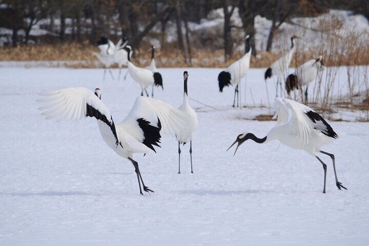 Kushiro Marsh, Tancho og lokale marked Privat bil tur og Vejleder
