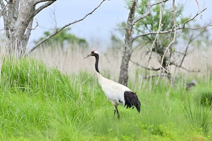 Kushiro Marsh, Tancho og lokale marked Privat bil tur og Vejleder