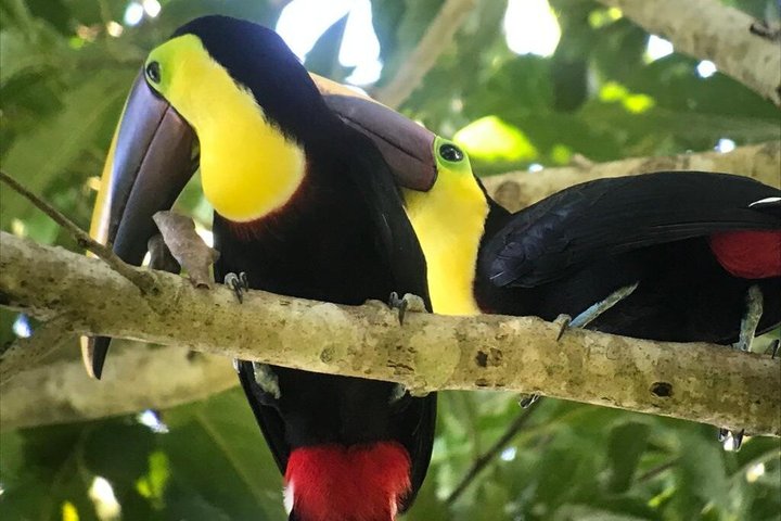 Manuel Antonio National Park : Guidad tur med biljett ingår