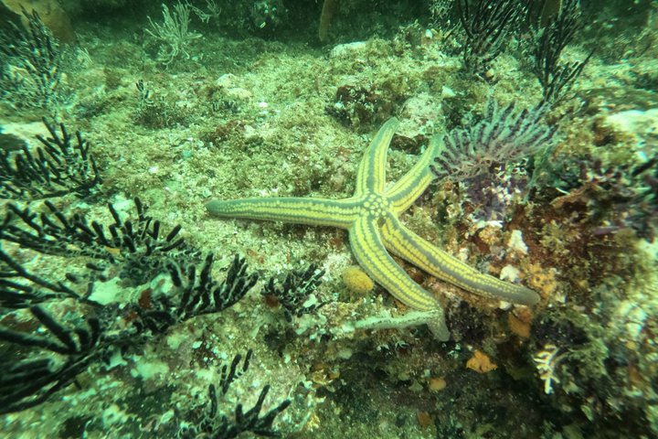 Marietas Inseln versteckter Strand Tour von Sayulita