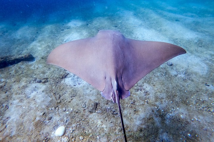 Marietas Inseln versteckter Strand Tour von Sayulita